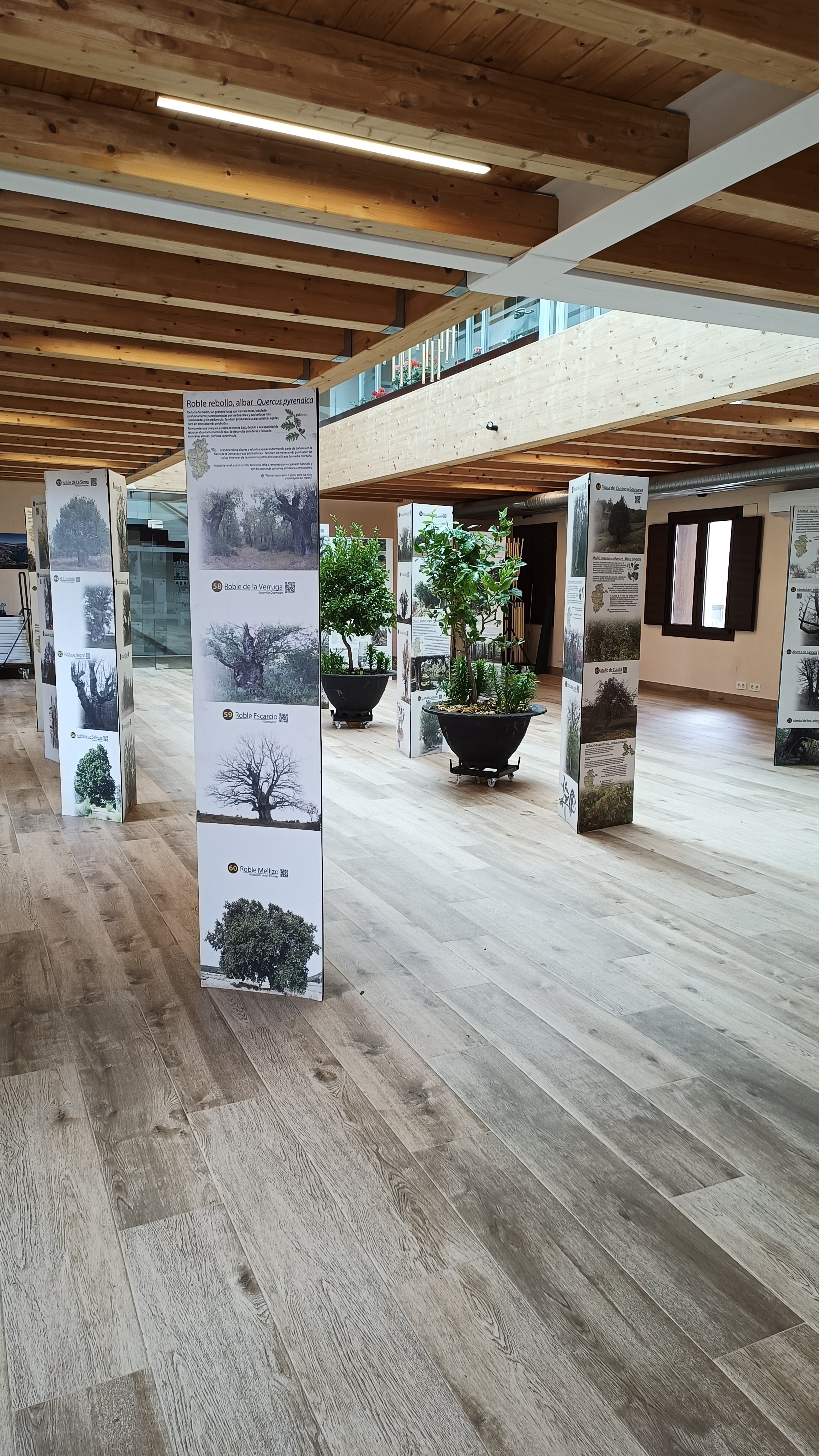 Exposición: 111 árboles singulares de la provincia de Burgos