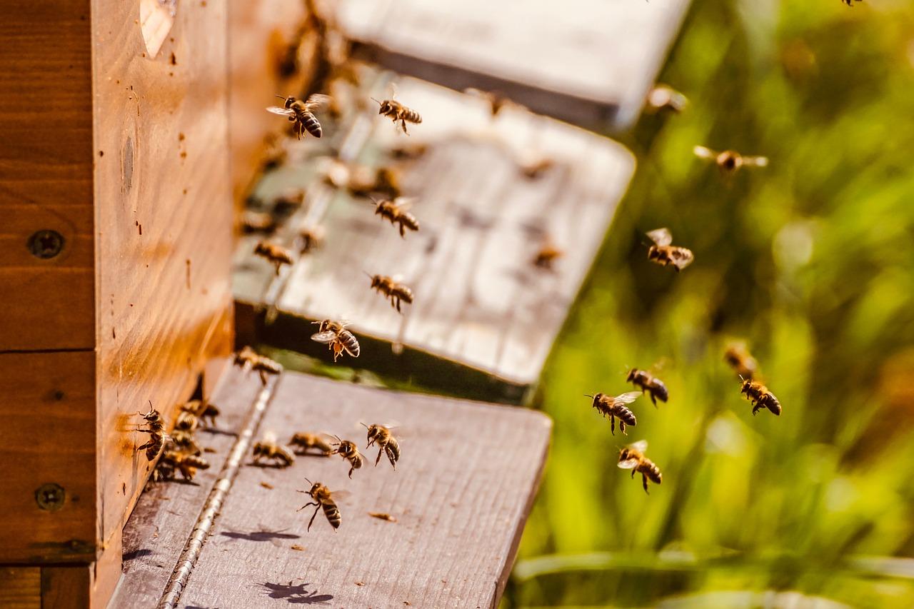 Abejas