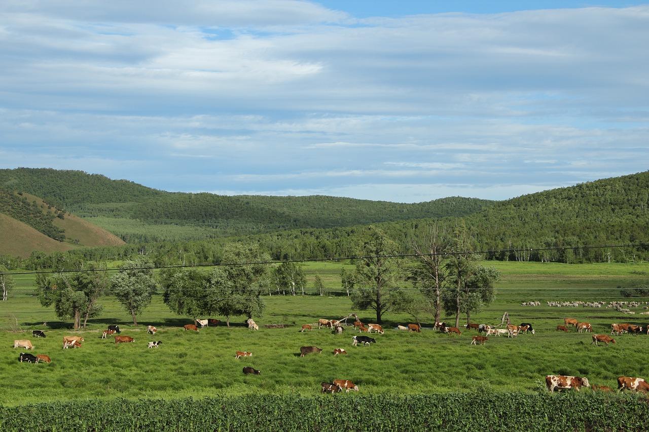 Campo